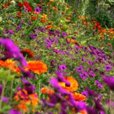 €50 Gardening Lesson Gift Voucher image