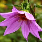 €65 Gardening Lesson Gift Voucher image