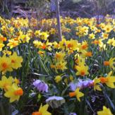 €130 Gardening Lesson Gift Voucher
