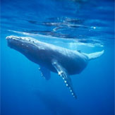 Whale & Dolphin Watching Experience for Two image