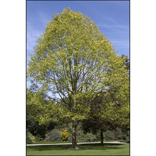Tulip Tree