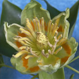 Tulip Tree