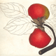 Cliona Doyle - "Japanese Persimmon" Print