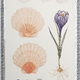 Jean Bardon - Scallop shells, Crocuses & Hellebore