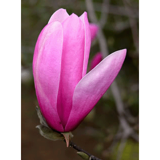 Susan Magnolia - 2 Year Old Tree