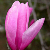 Susan Magnolia - 2 Year Old Tree