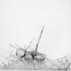 Lars Nyberg - "Stranded" Limited Edition Print