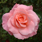 5 Congratulations Roses