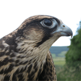 Hawk Walk