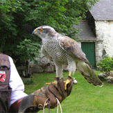 Private Falconry Lesson for 2 People