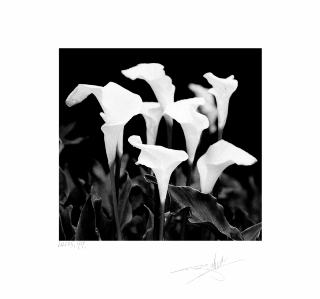 Special Edition Portfolio