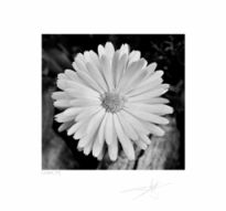 Special Edition - 24” x 24" Unframed Photograph