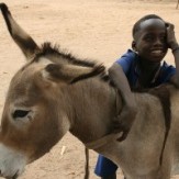 Donkey