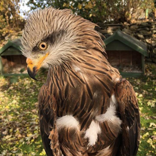 Falconry Adventure for 2 People image