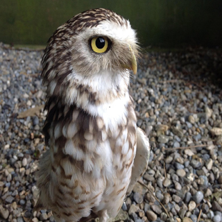 Falconry Adventure for 5 people