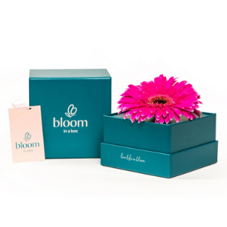 Blooms In A Box