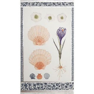 Bardon "Scallop Shells, Crocuses & Hellebore" image