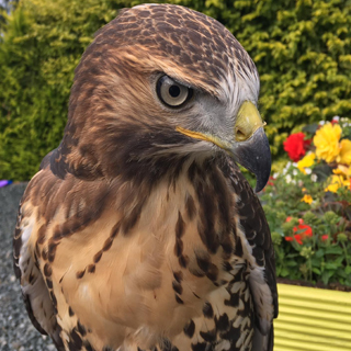 Falconry Adventures