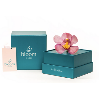 Bloom In A Box - Orchid image